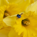 Golden laconic sapphire ring R-00823 - Image 3